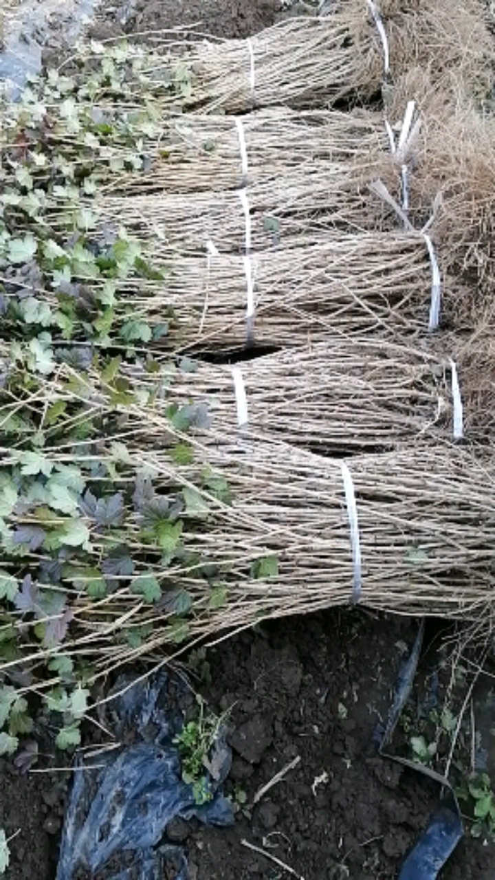 灯笼果苗高产大果型新品种,当年种植即可挂果