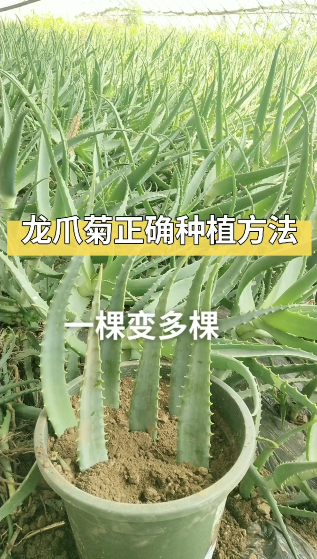 木立芦荟龙爪菊这样种植芦荟爆长