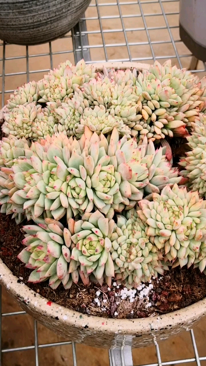 多肉植物#刚开始上色变红的tp缀化,其实它已经很美了!