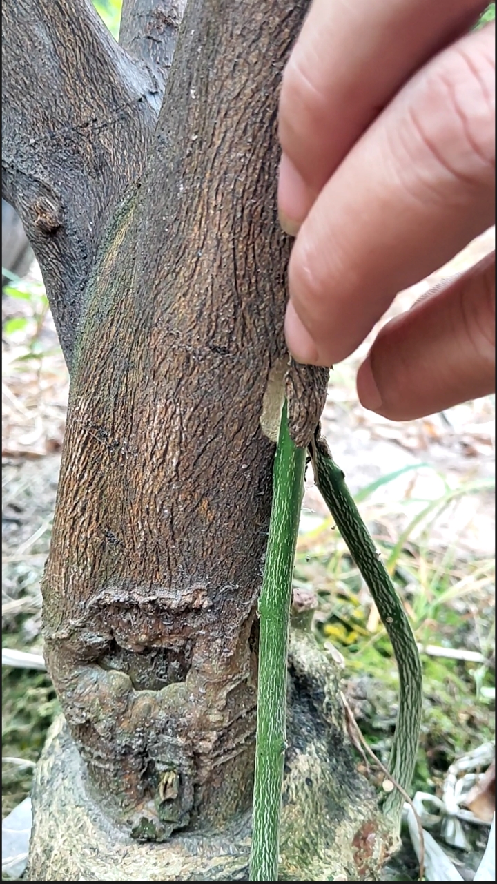 记录我的沙糖橘#果树桥接,这技术值不值得500一天