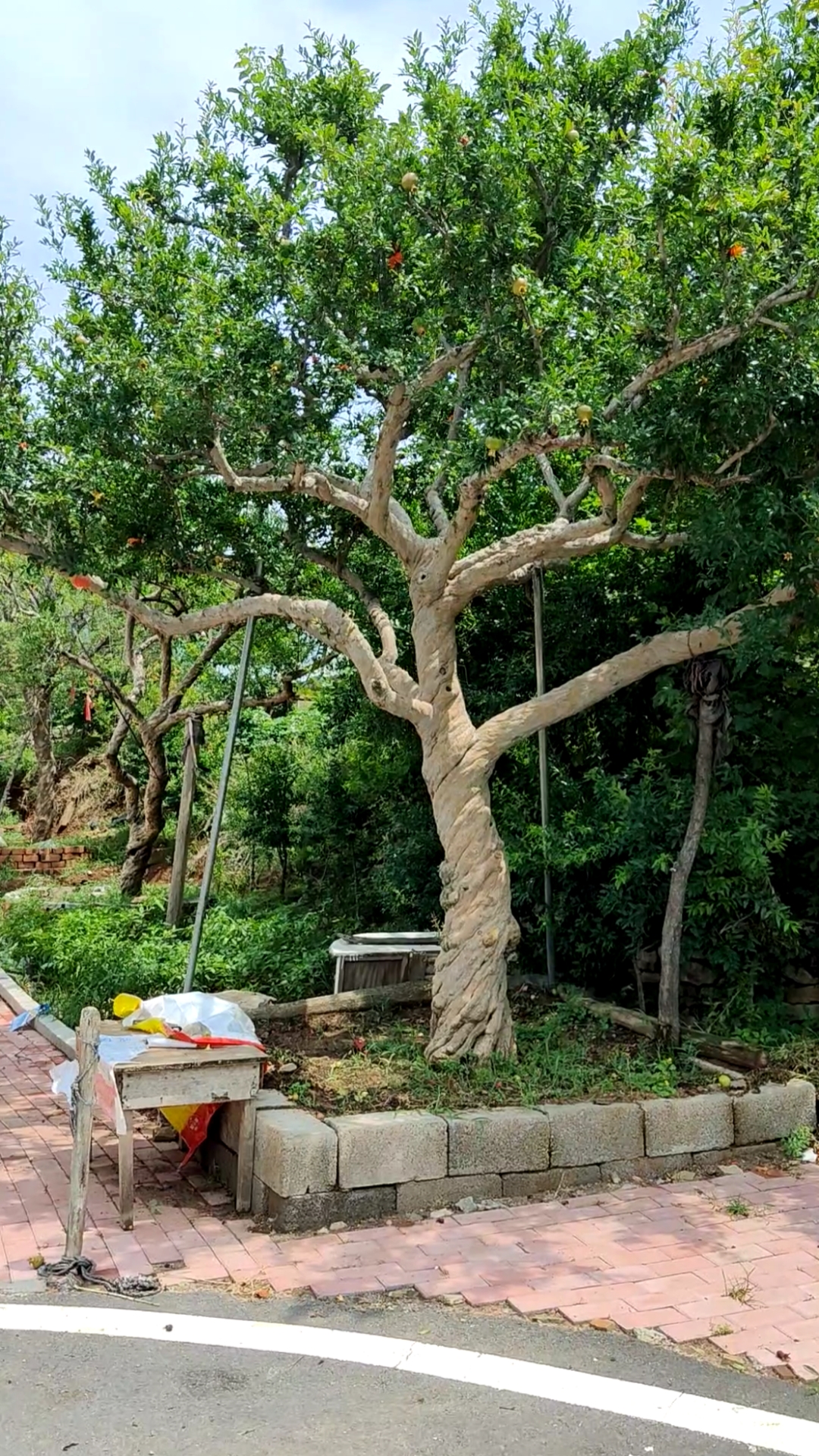 别墅设计#庭院大红袍石榴,树形优美枝干粗壮旺盛,庭院种植寓意蹲佑