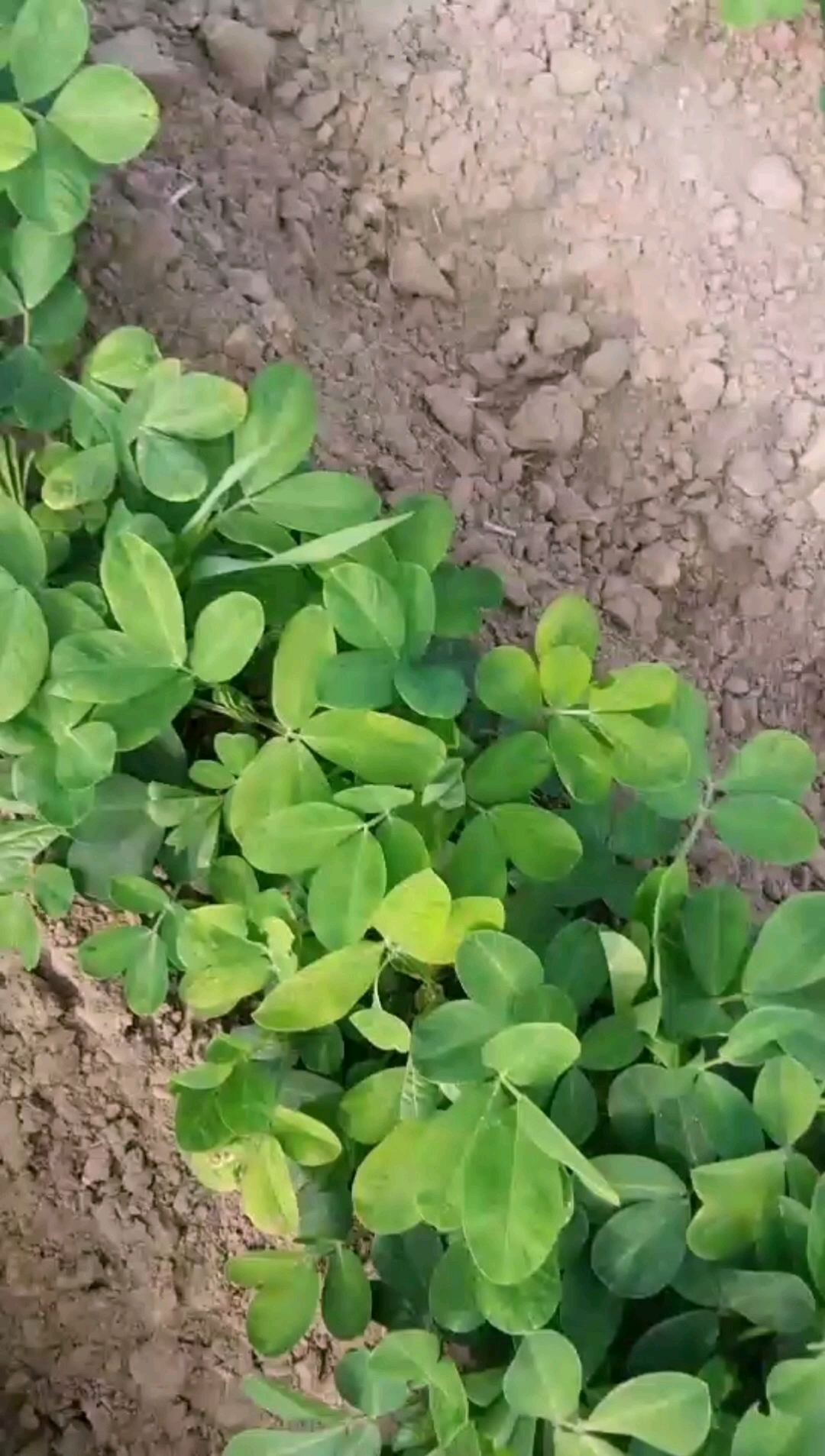 花生叶片发黄是什么病?