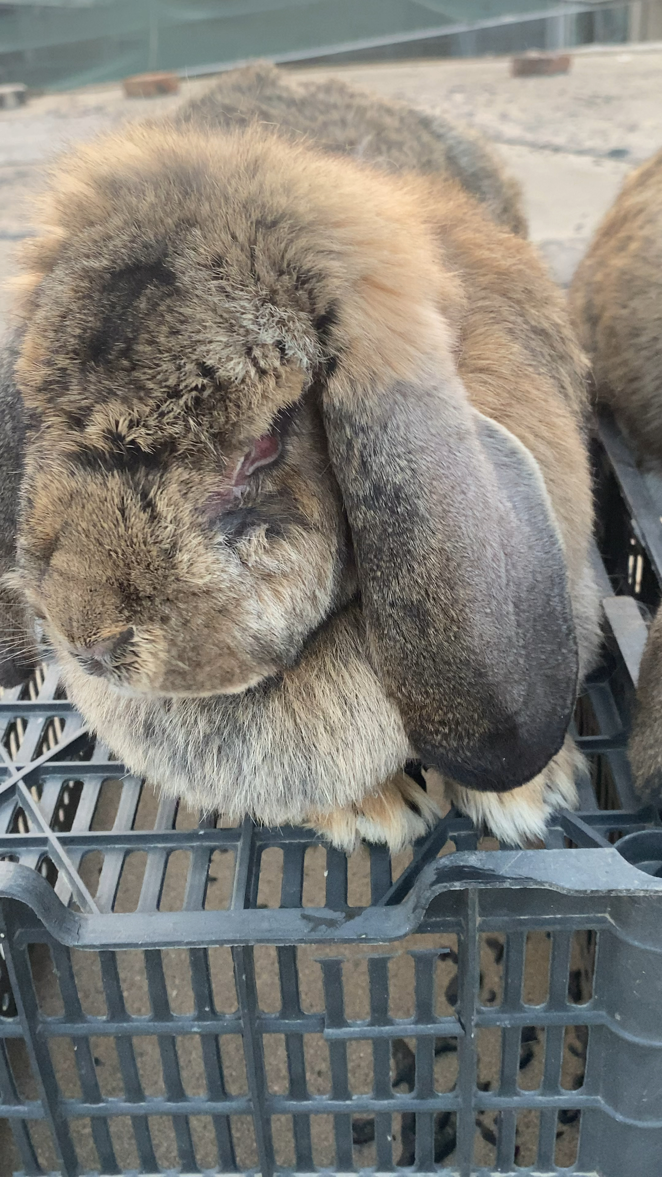 公羊兔体型大好饲养