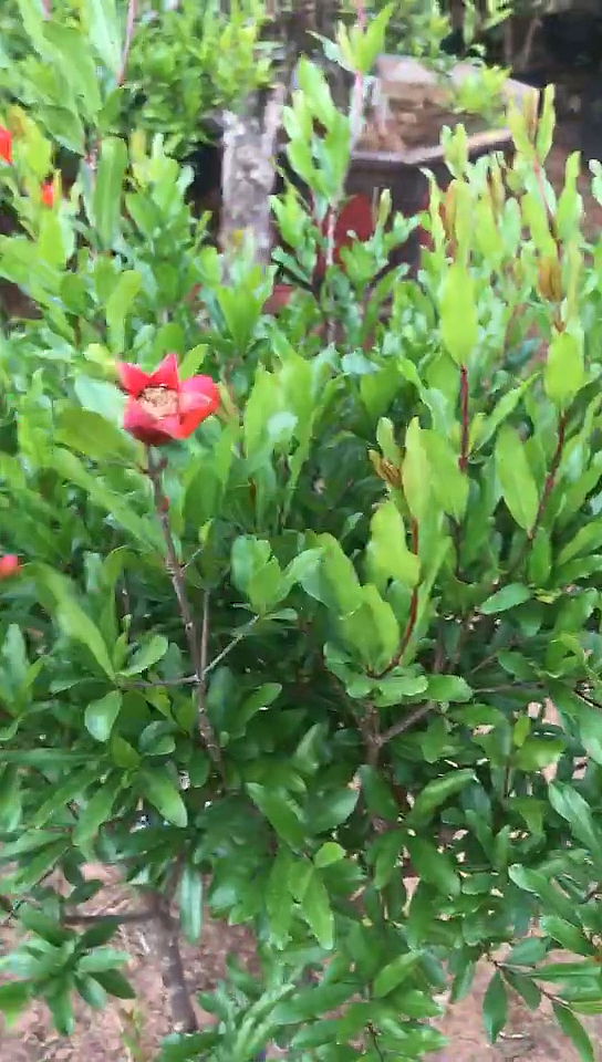 紫玉石榴树盆景结果紫色的石榴盆景盆栽紫玉石榴