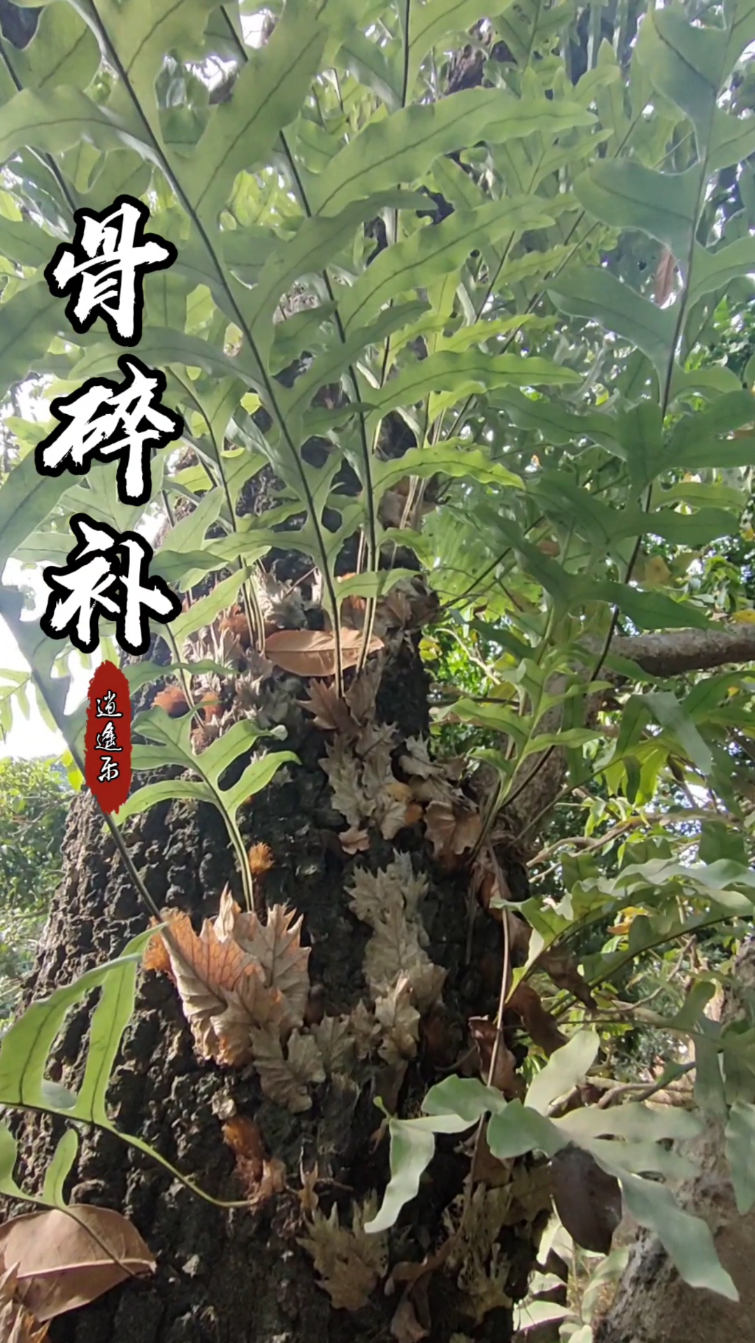 认识中草药#百草中药之骨碎补