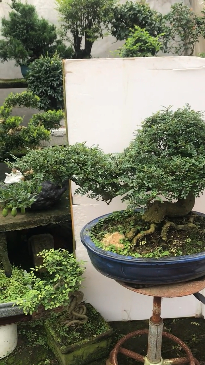 盆景#精品清香木老桩