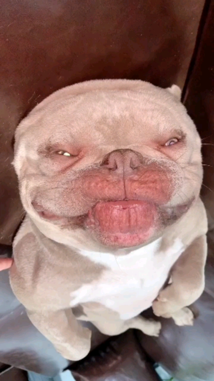 狗子#世界最搞笑的狗子