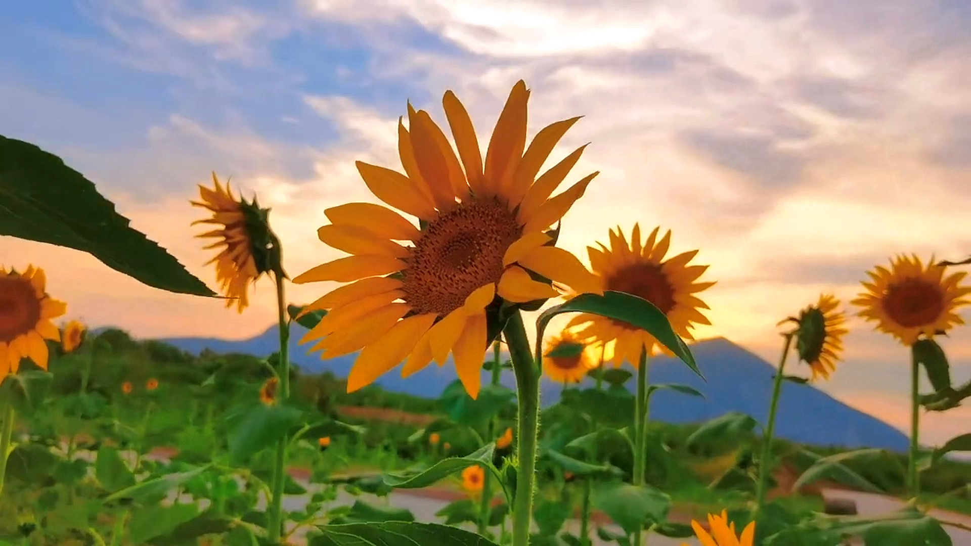 文案#"超温柔治愈系文案"