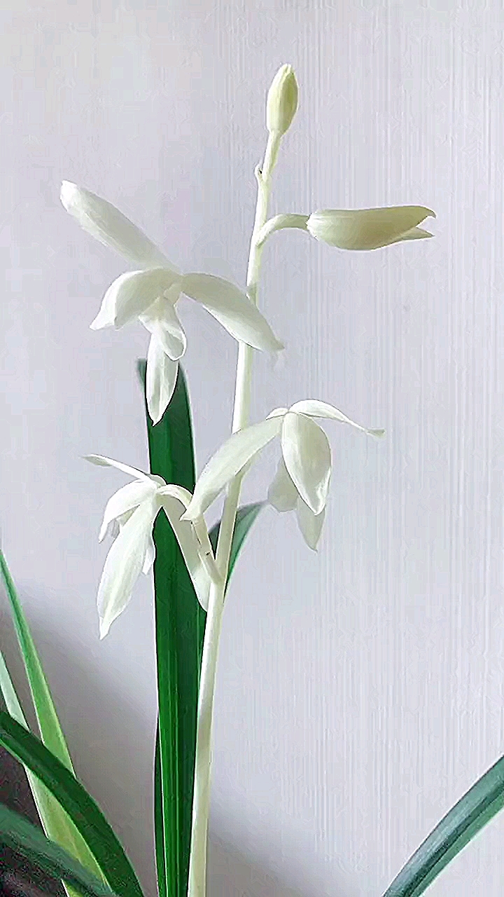 兰花#建兰顶级素花"无尘"