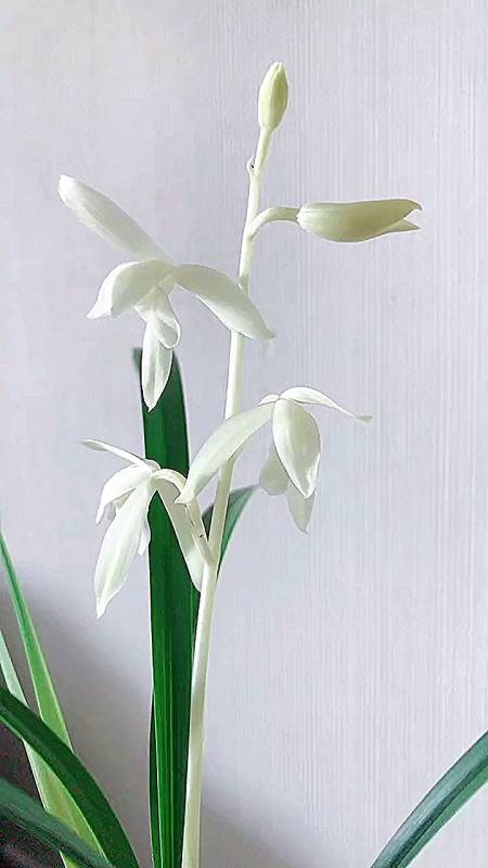 兰花#建兰顶级素花"无尘"