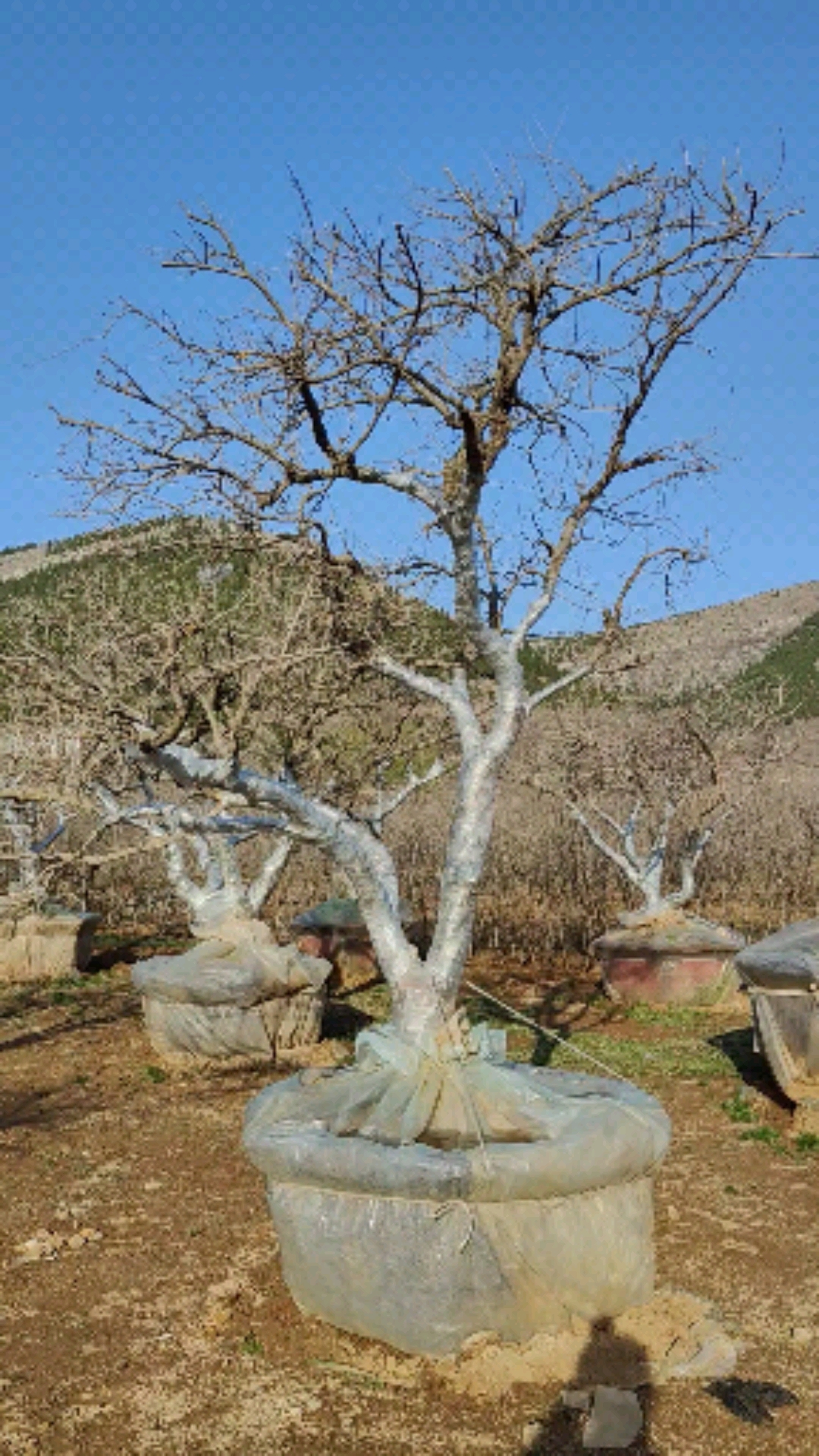 别墅设计#迎客造型石榴树,造型好看