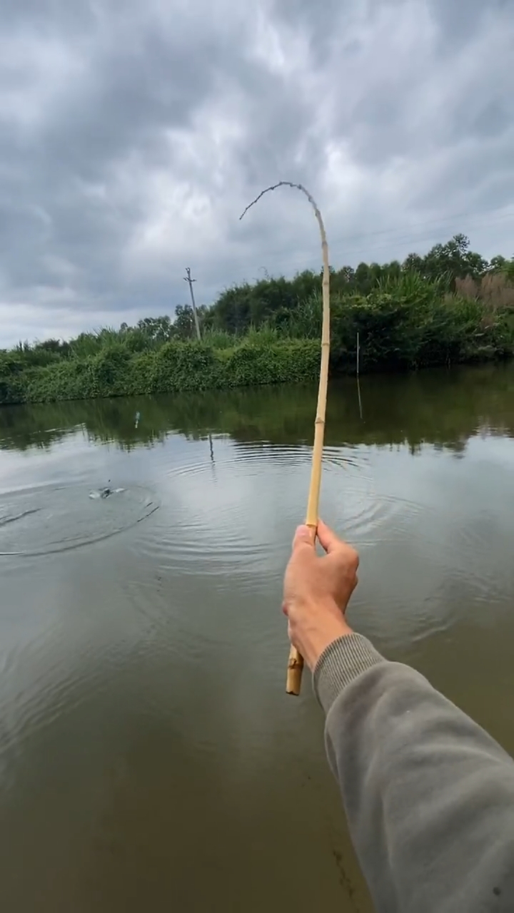 钓鱼#竹竿钓鱼在手,竿竿都有!