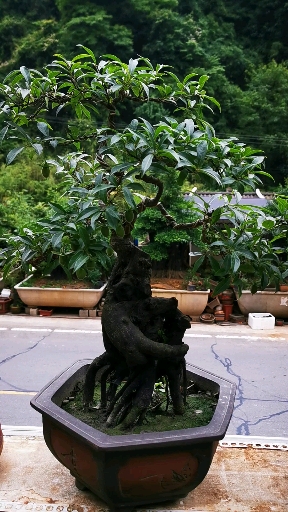 五颗过万的血红果金弹子