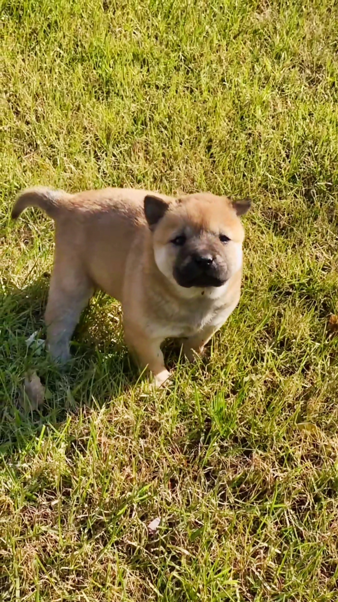 廣西土獵犬#送給正在同步的你!