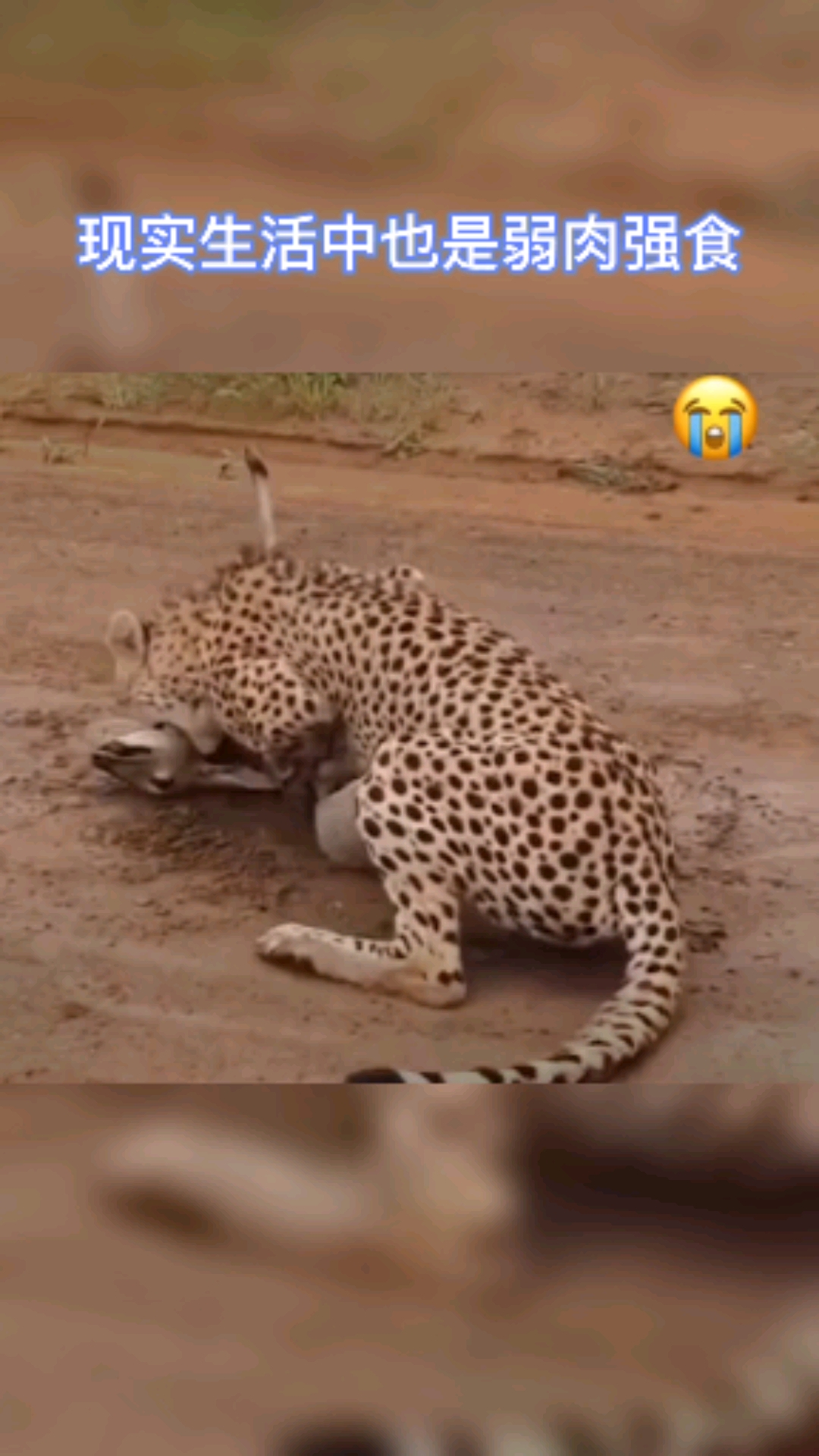 动物界弱肉强食#现实生活中也是弱肉强食!