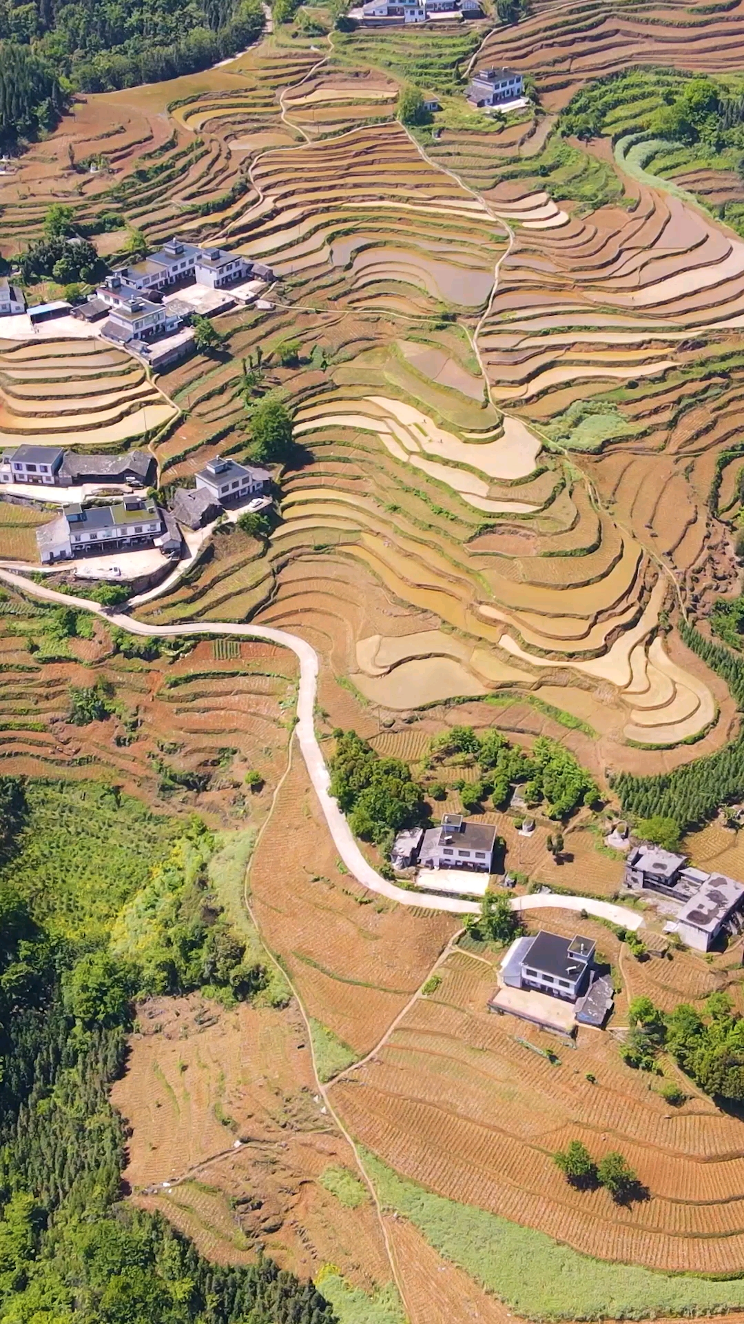 梯田风光#高坎梯田里面鳝鱼特别多-度小视
