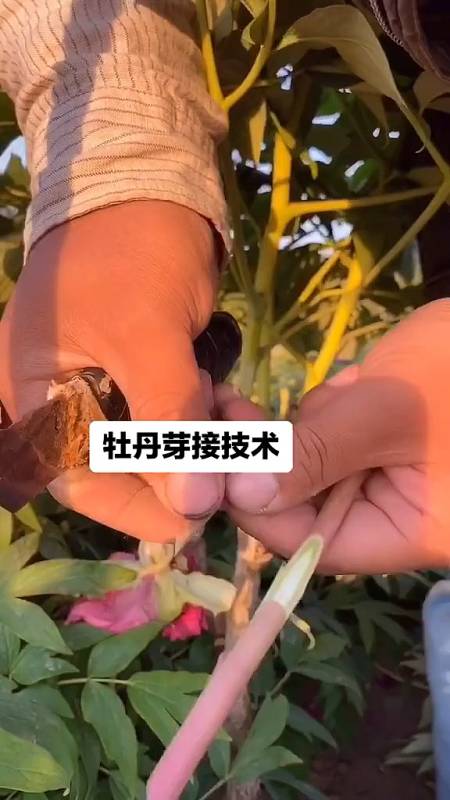 观赏牡丹嫩枝芽接一般四月底至五月中旬花芽形成后