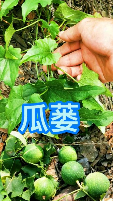 认识中草药#瓜蒌别名药瓜,吊瓜等名,属攀援草质藤本,地下根叫天花粉