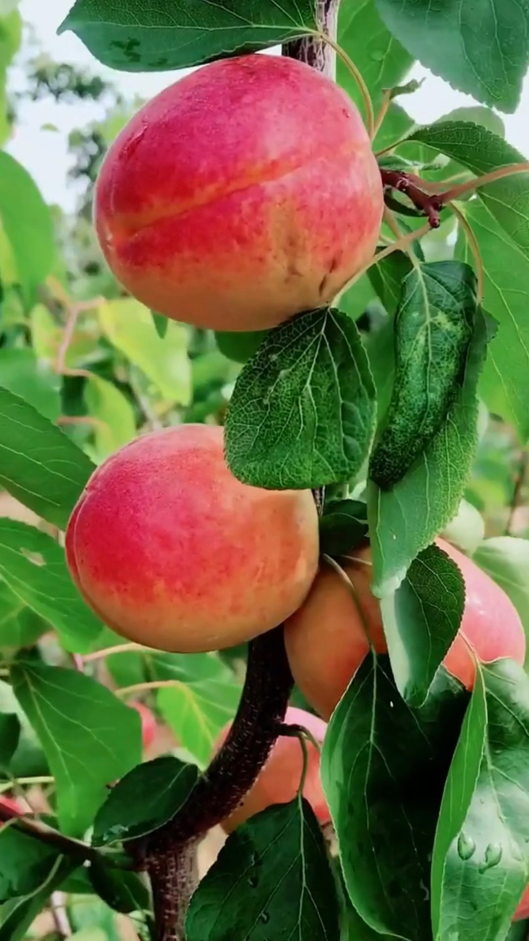 这就是大果巨蜜王杏喜欢种植关注-度小视