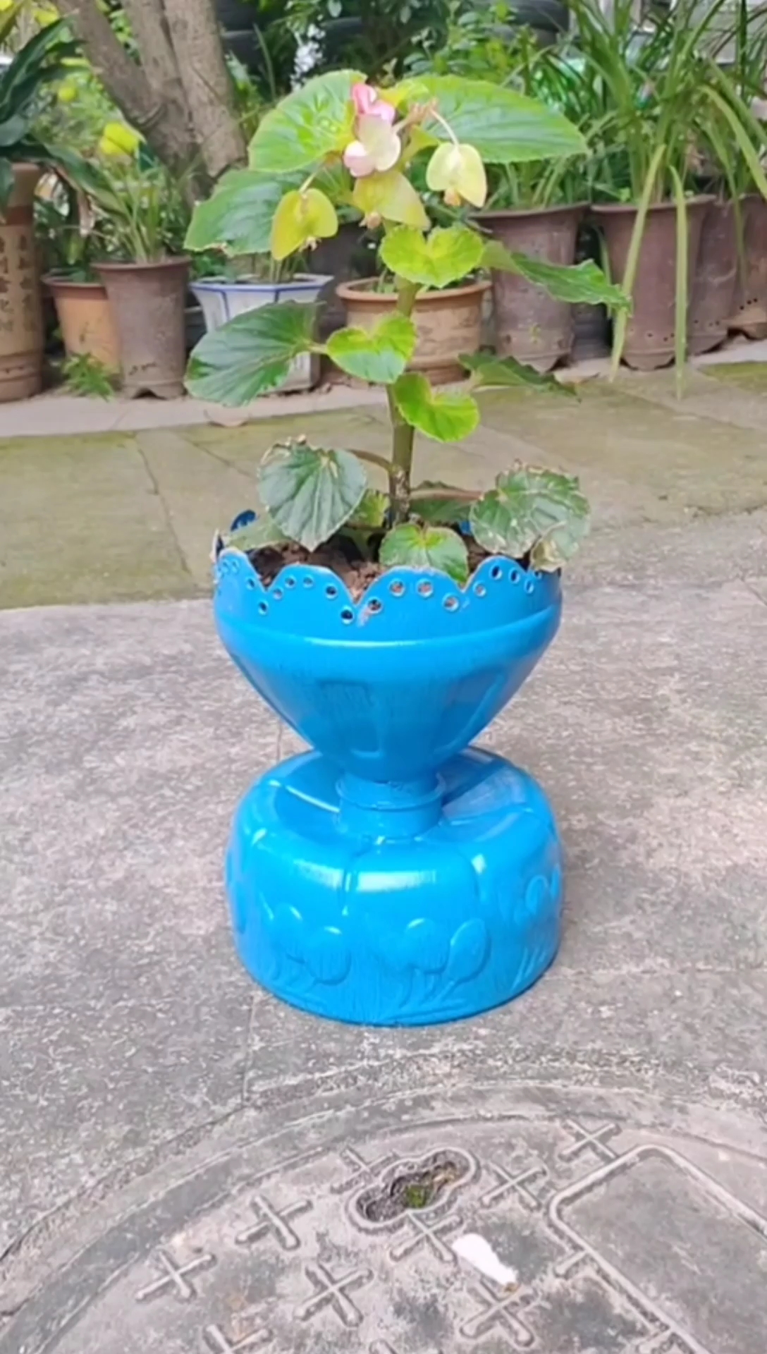 变废为宝#废油瓶巧利用,买花盆的钱都省了!