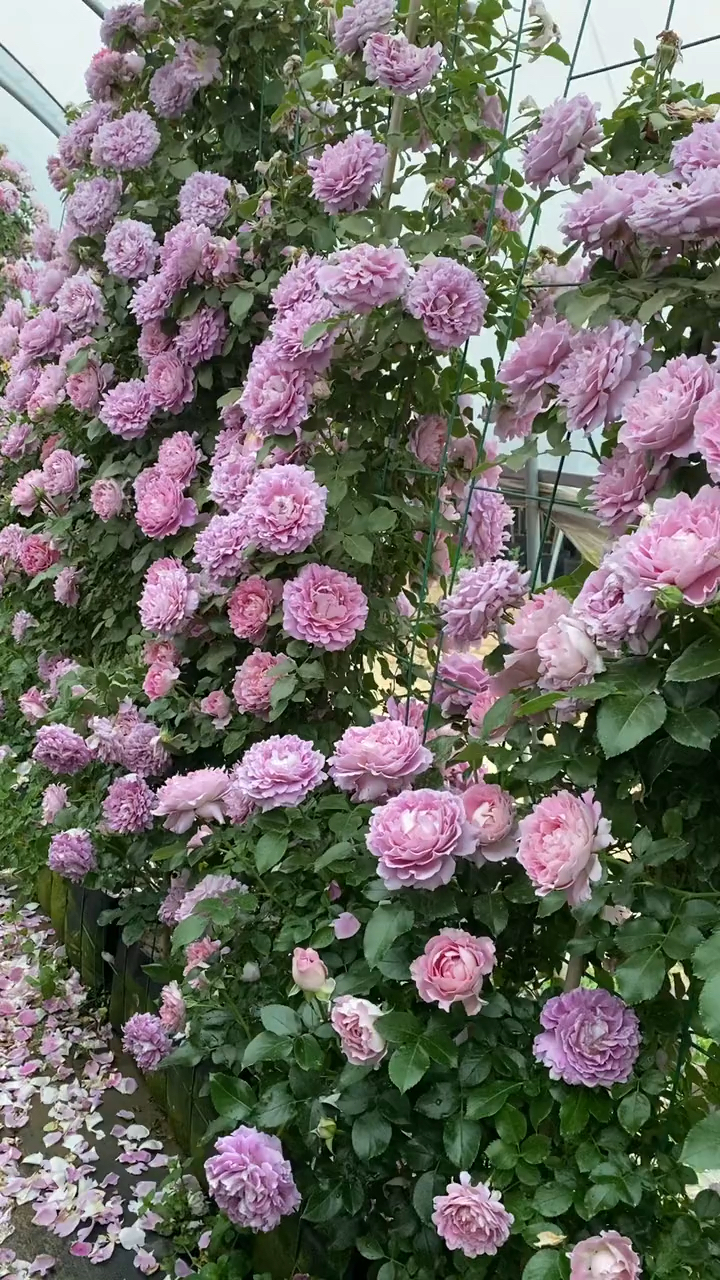 梦幻褶边爬藤月季