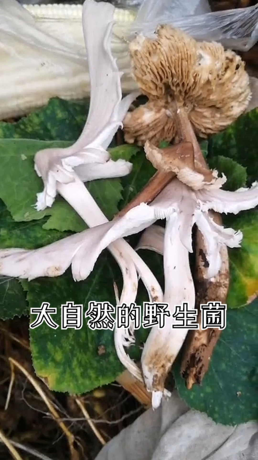 家乡特色美食#来自大山里的天然美味——野生菌(三大菌),我们家长