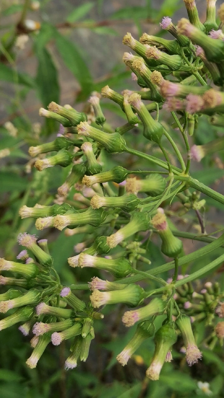 认识植物#认识植物:败酱叶菊芹-度小视