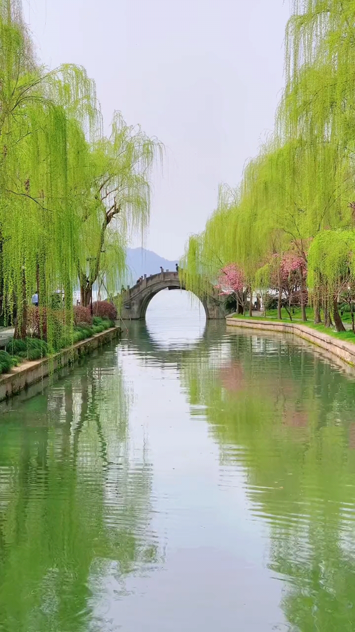西湖美景如画.柳条百尺拂湖畔.