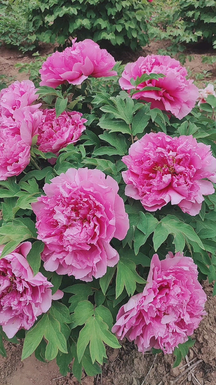 牡丹鲁菏红这长势杠杠的值得拥有