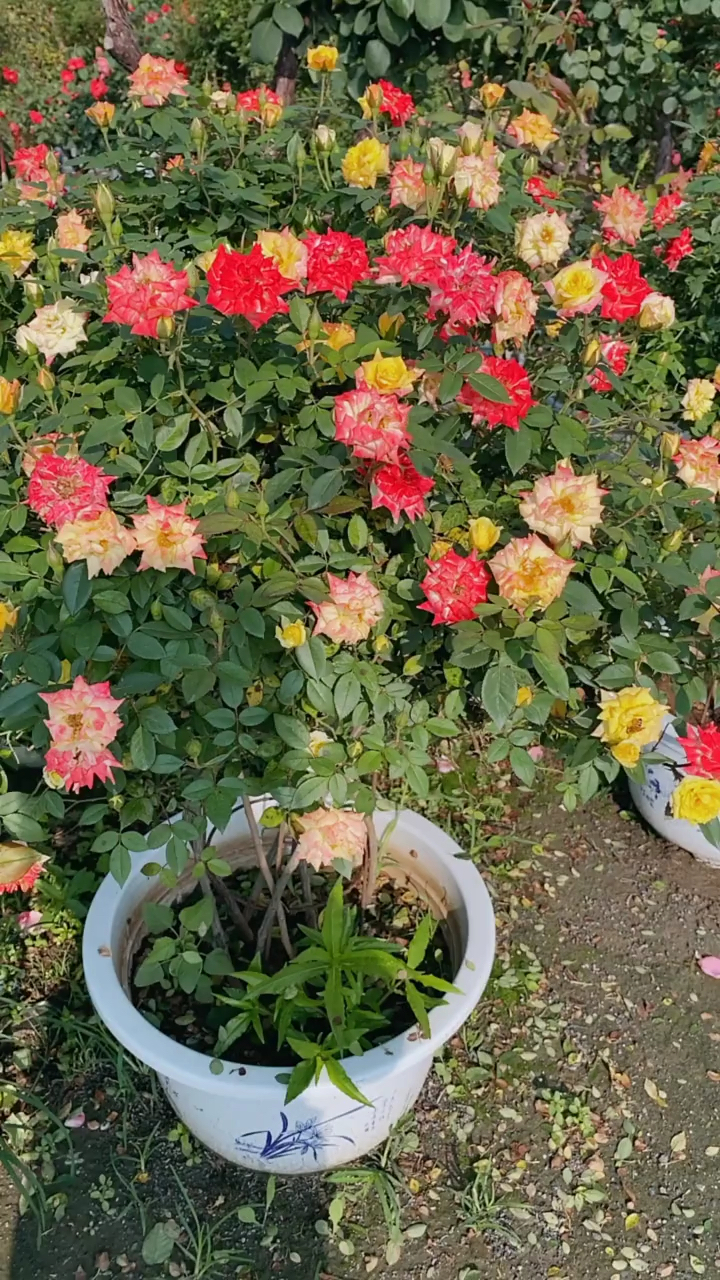 欧月藤彩虹花蓝