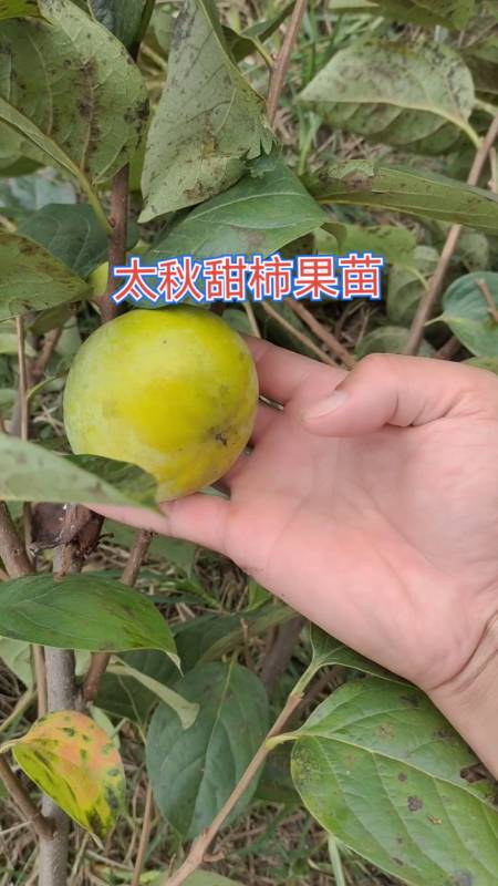 带你看三农#柿子苗太秋甜柿苗果树苗木
