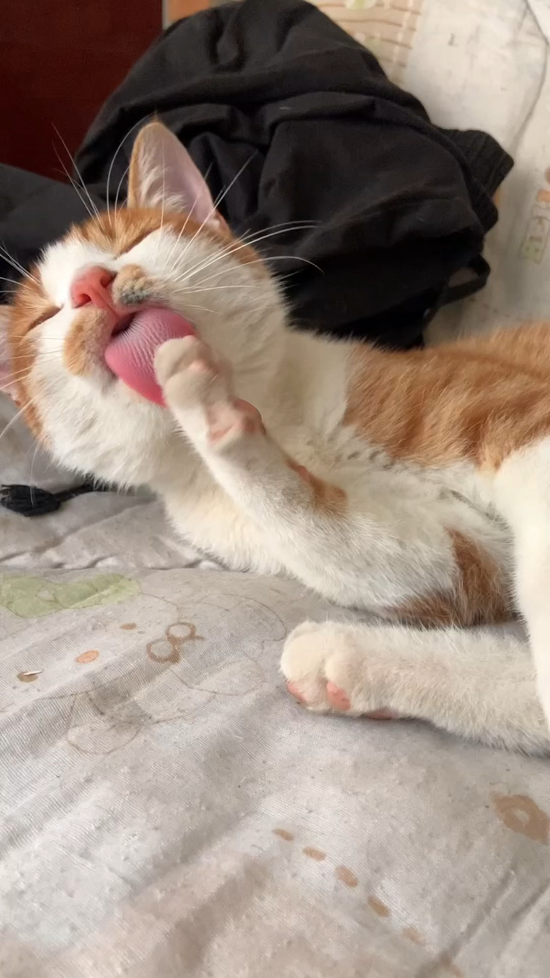 橘猫舔自己的脚到无法自拔,每天一舔,快乐似神仙