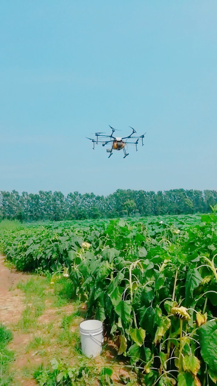 无人机#莲藕喷洒叶面肥