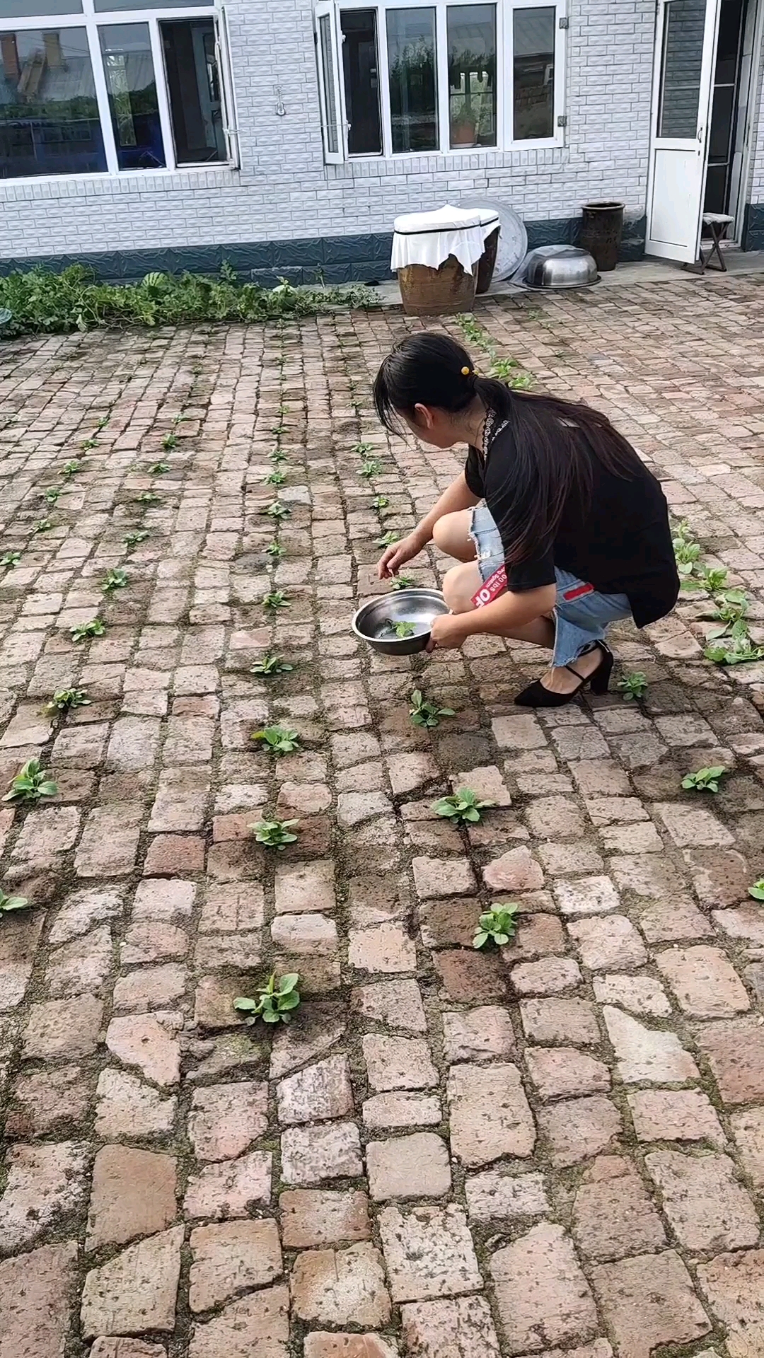 全网砖缝种菜第一人#砖地种蔬菜