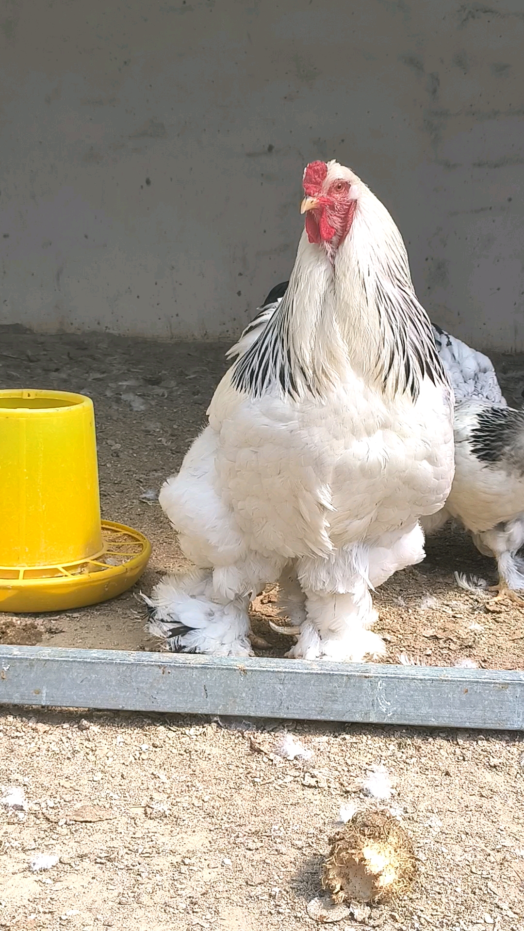 威武霸气的婆罗门鸡