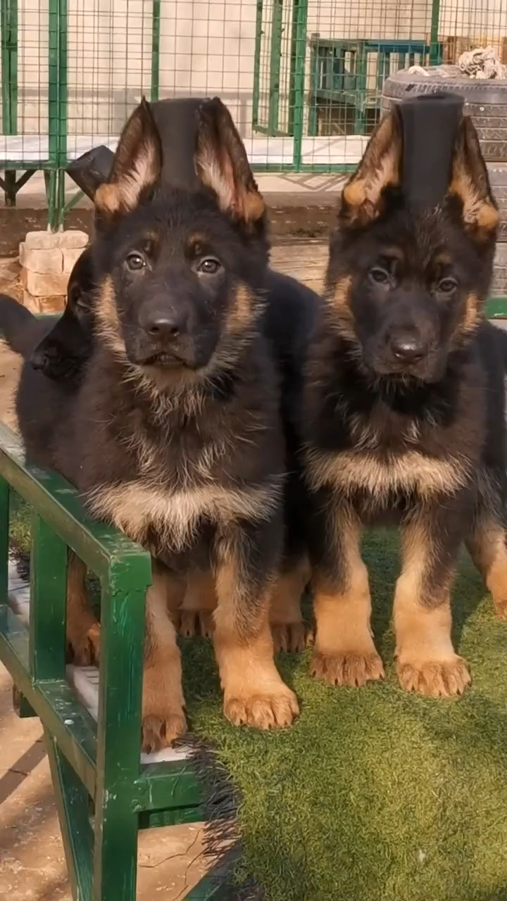 德国牧羊犬#黑脸精品小德牧.