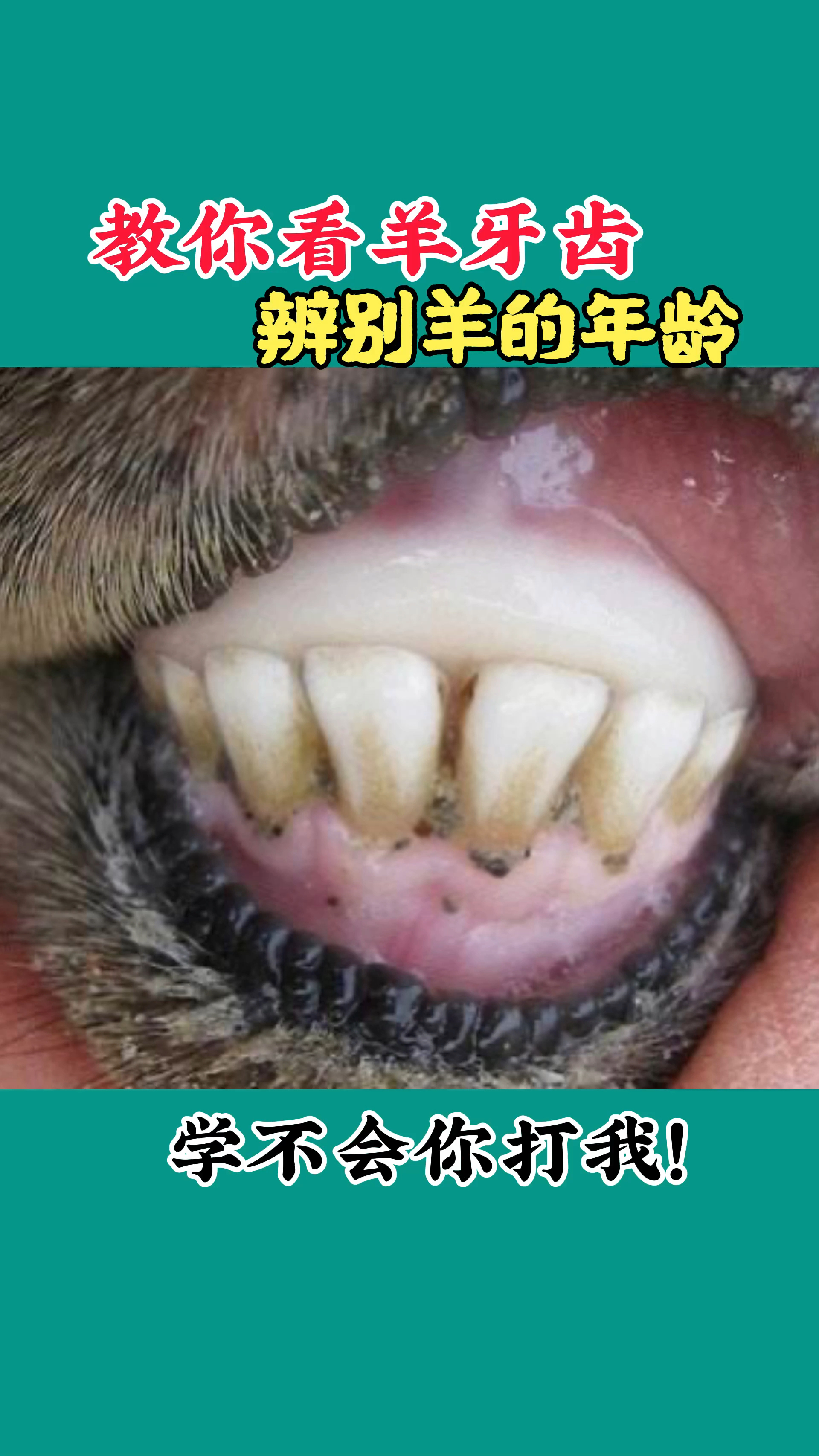 农村养羊人教你看羊牙齿辨别羊年龄学不会你打我