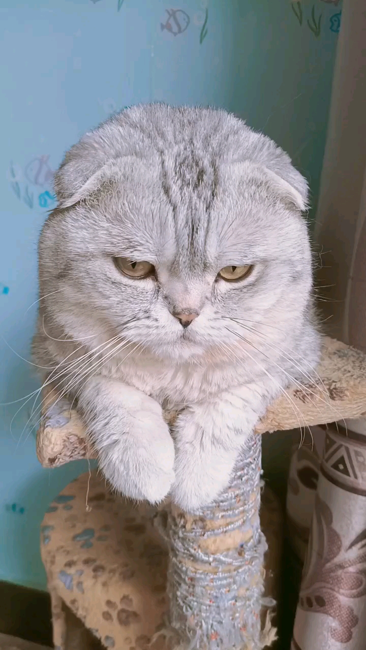 整天耷拉个脸,谁愿意和你玩?