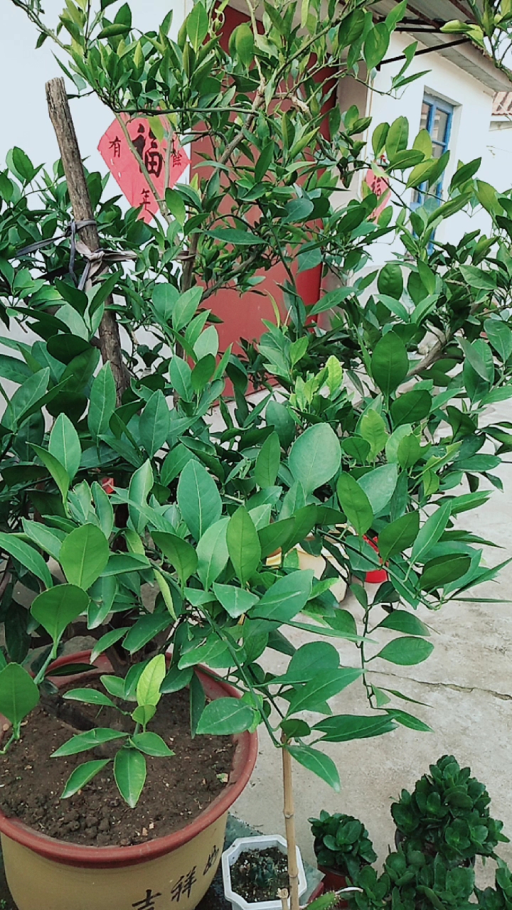 这是我家种的桔子树