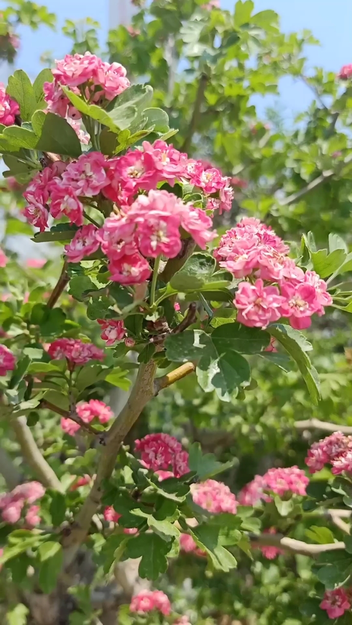 嫁接技術#靠接紅花山裡紅技術,成活率極高