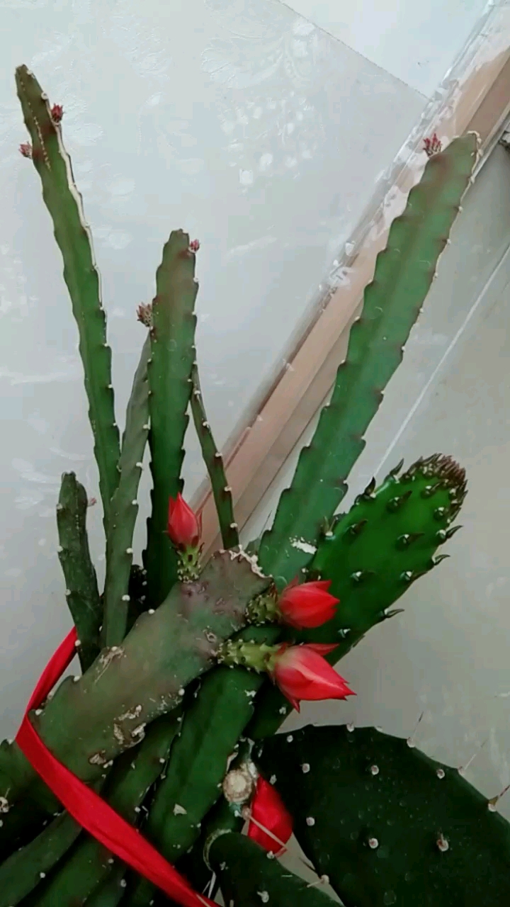 我的小花园#仙人掌架接令箭荷花,含苞待放,好多花苞