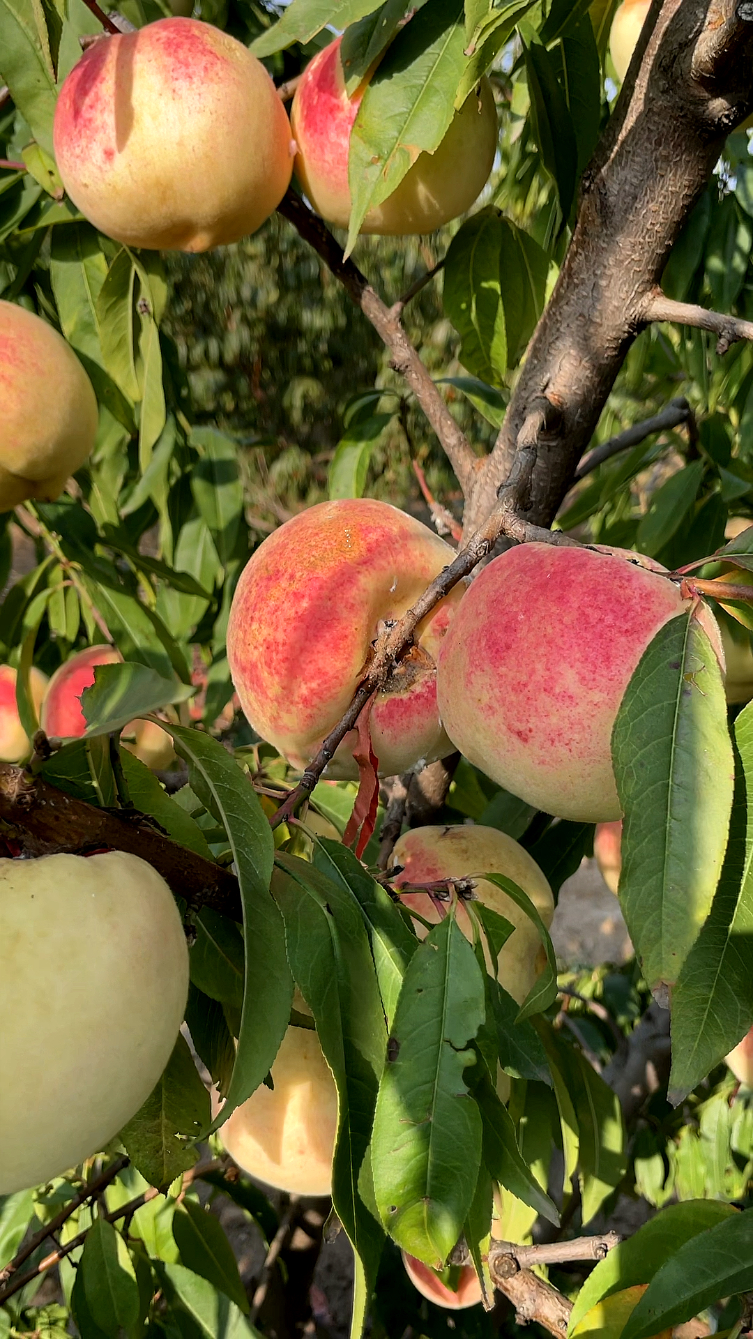 晚熟冬桃新品种不裂果不落果糖度23好管理南北方都可种植十月一采摘