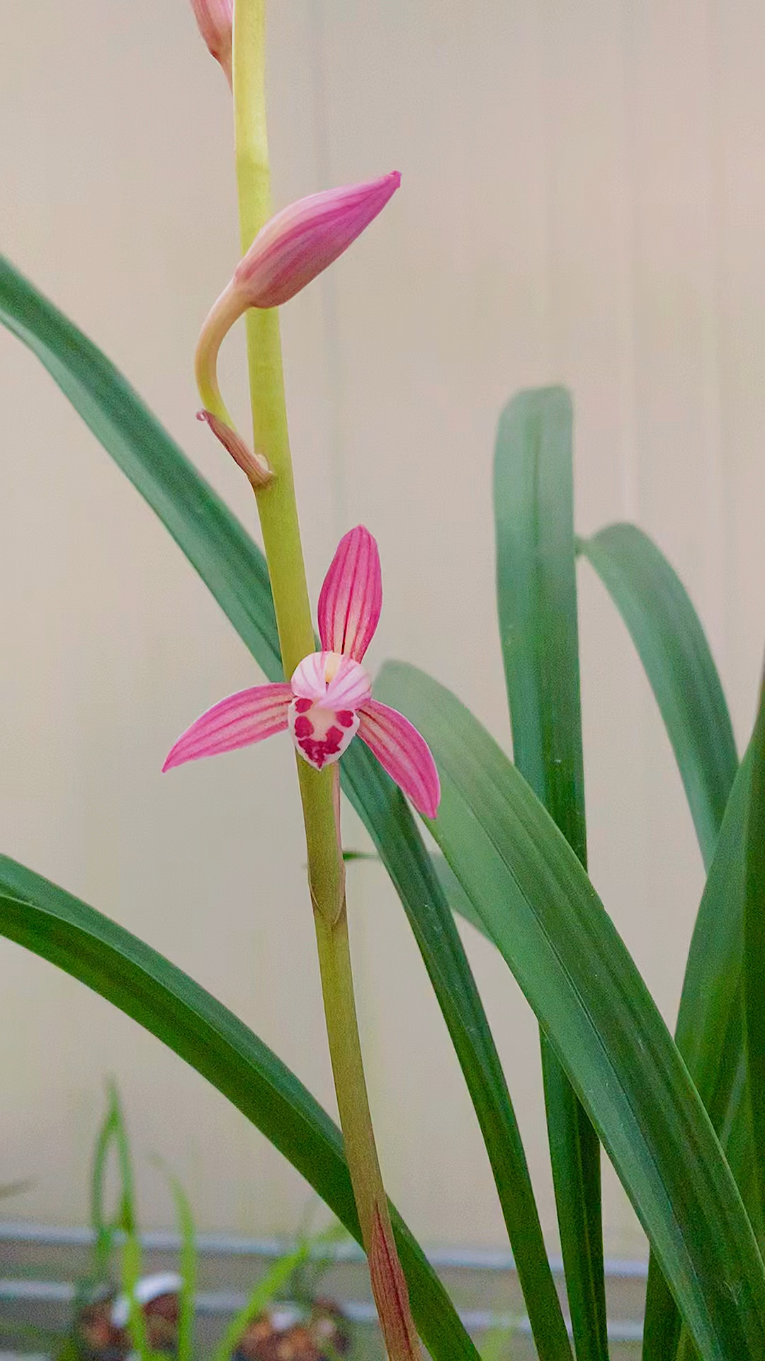 兰花#建兰四季兰桃娇【胭脂粉黛】-度小视