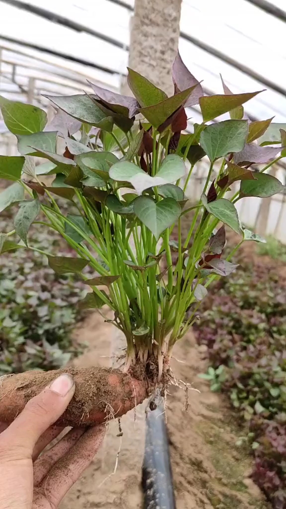 这蜜薯苗子长的真漂亮