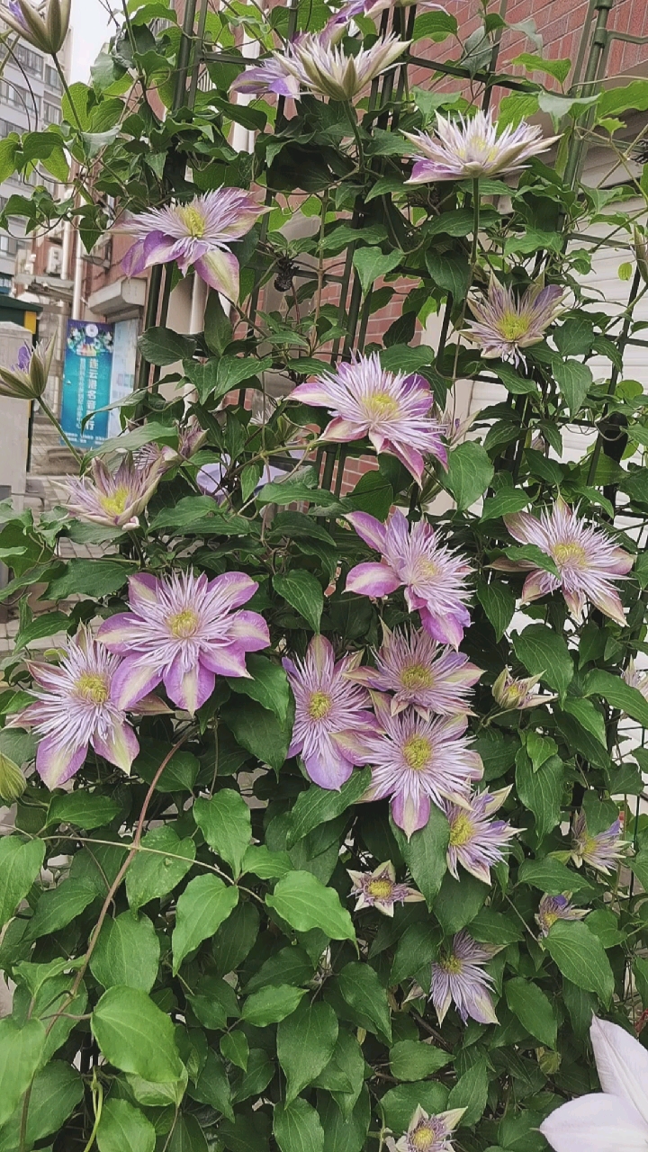 早花铁线莲水晶喷泉来啦,颜色紫色手机像素拍不出来,皮实好养,推荐