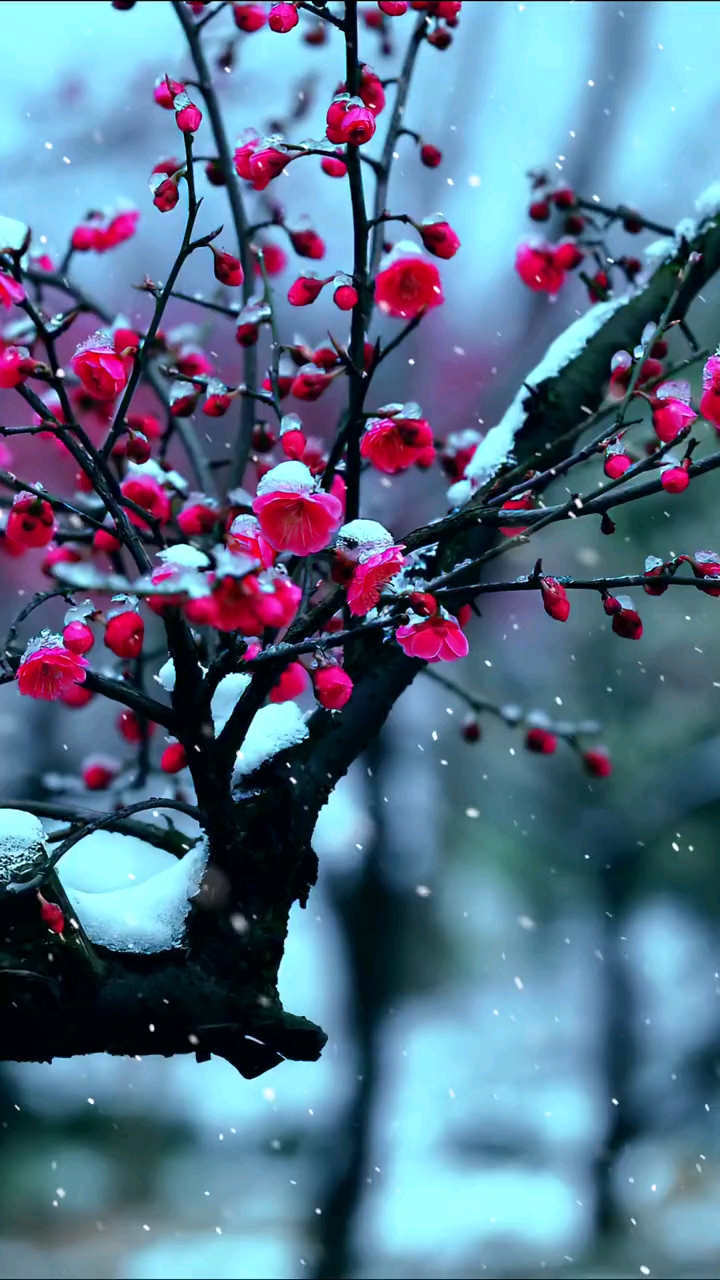 梅花图片大全雪景自然图片