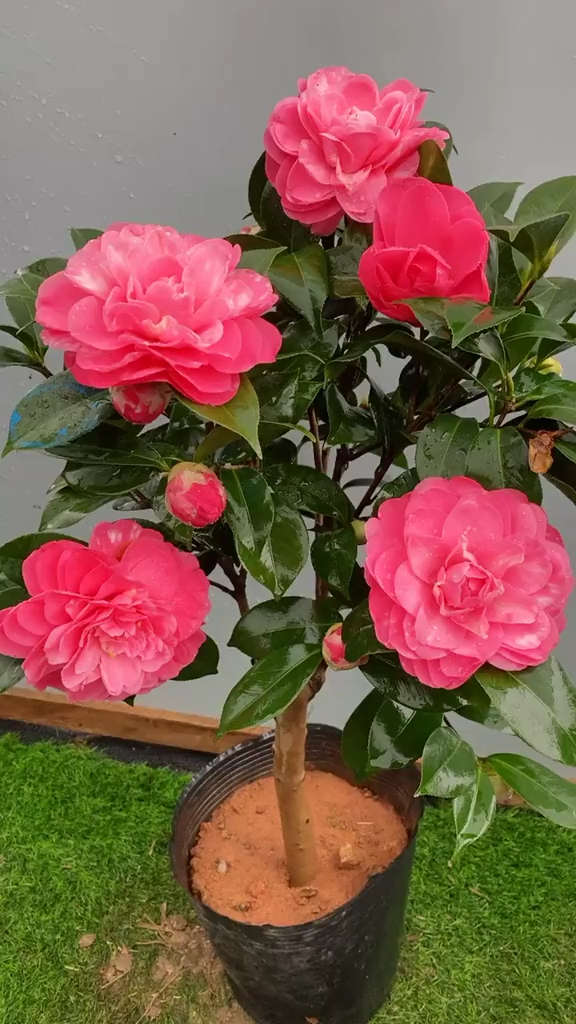 红色乔伊茶花开品鉴赏!