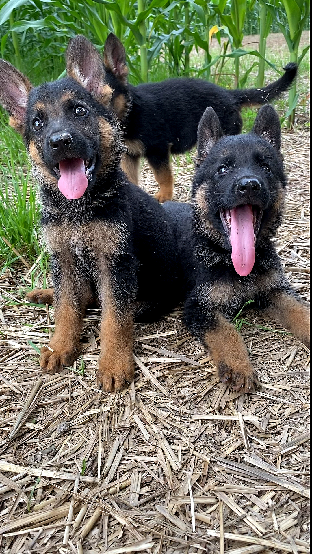 德牧#小德牧越来越霸气外露了.