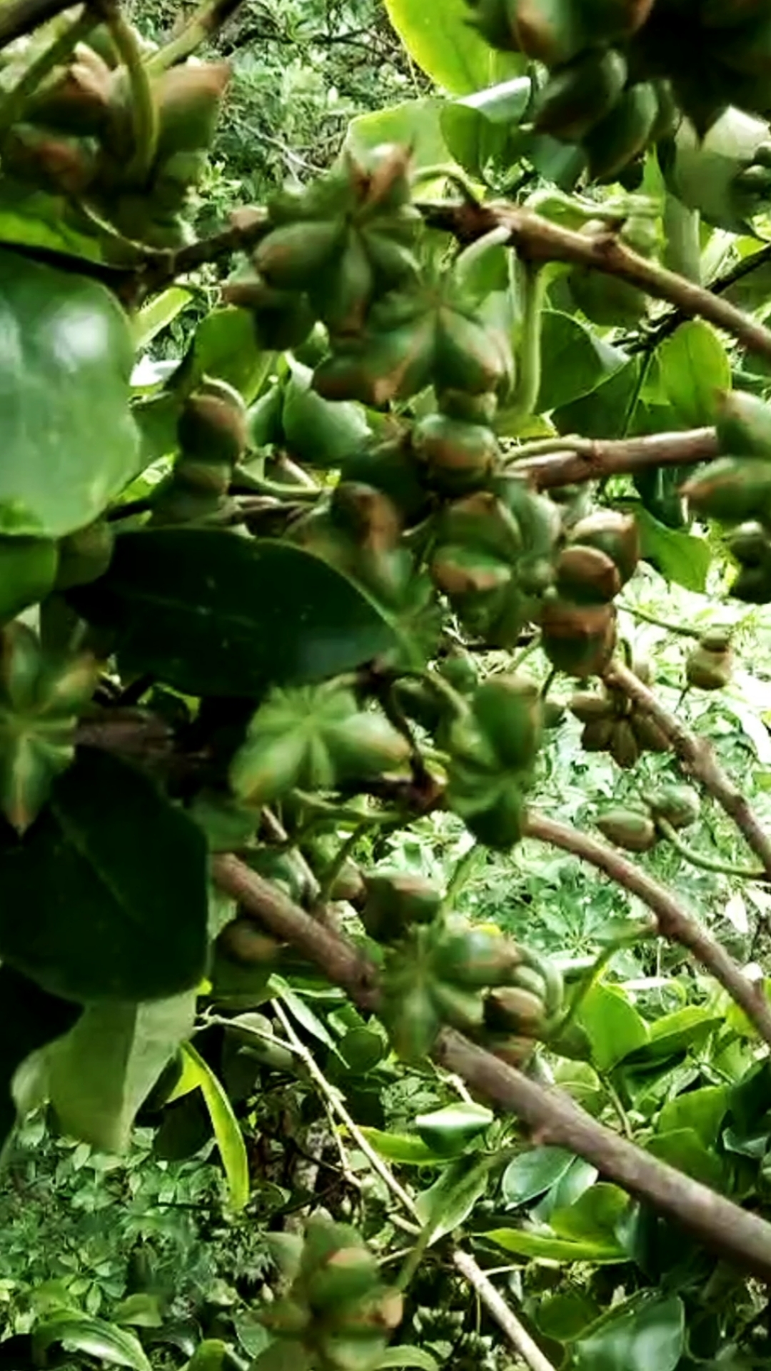 嫁接之后的东荣品种八角挂果成串