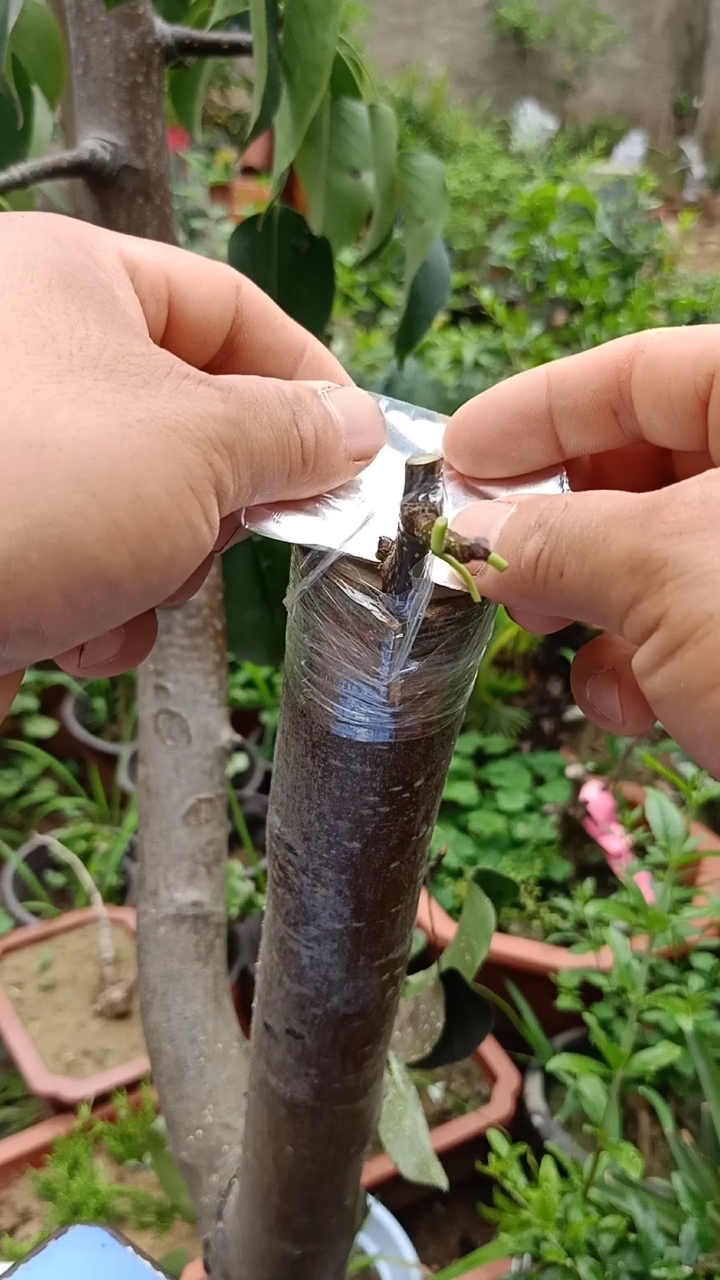 嫁接技术#大树插皮接极少,成活率极高,一般人不懂